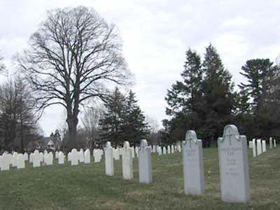 rows of gravestones, tall bare symetrically-crowned tree with two trunks in background