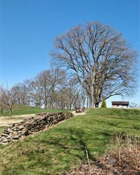 view of golf course uphill, 2 sections of dry stone wall on left