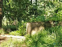 a concrete wall can be seen through a tangle of vines in the woods