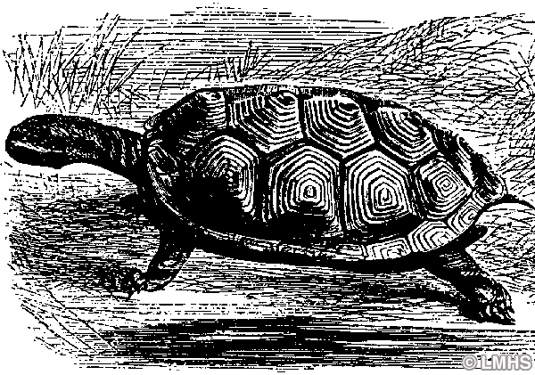 woodcut of a turtle walking on riverbank