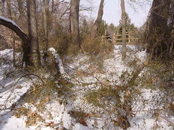 overgrown woods in snow