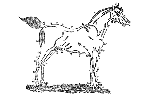 drawing of a horse with every part of it labeled