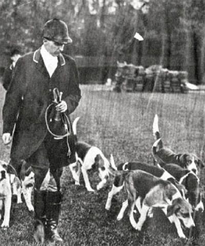 Equestrian with horn in hand oversees a pack of beagles 